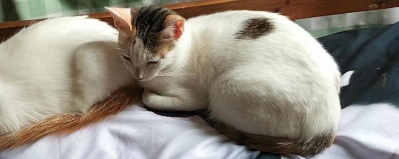 猫肾衰竭的早期症状表现