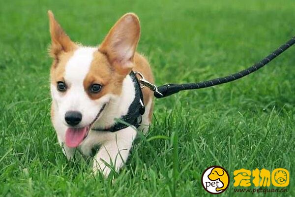 柯基犬的小短腿非常萌，想养却需要慎重考虑(有缺陷)