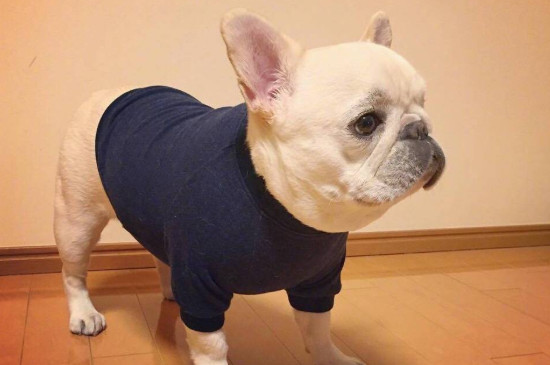 法国斗牛犬能吃香蕉吗