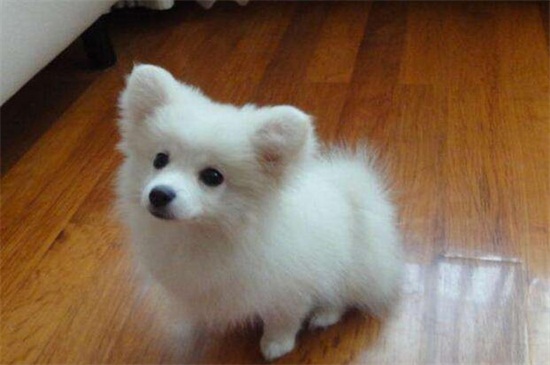 狐狸犬和博美的区别，教你一秒辨别差异的4个方法