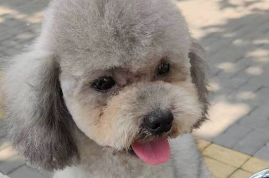 泰迪撒娇的表现