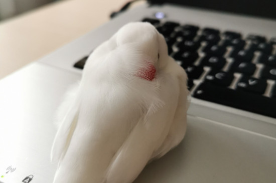 为什么白文鸟一直叫