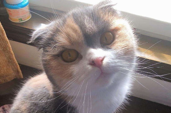 公猫母猫怎么交配