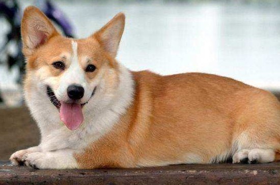 柯基犬好养吗，比较好养但有3个注意事项