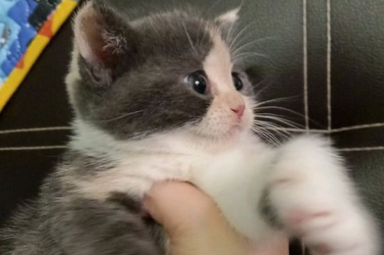 猫能吃辣吗