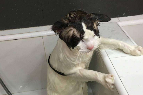 猫咪多大可以洗澡，给幼猫洗澡的最佳时间