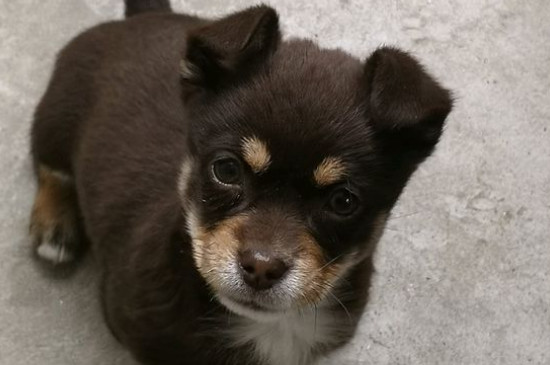 狗狗舔爪子代表什么