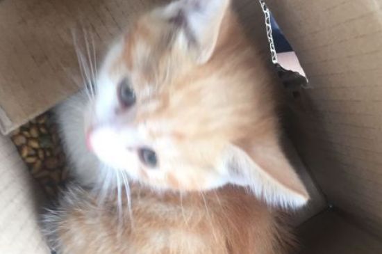 猫吃猫粮后呕吐怎么办