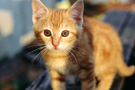 家猫和宠物猫的区别