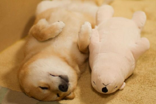 养柴犬的禁忌