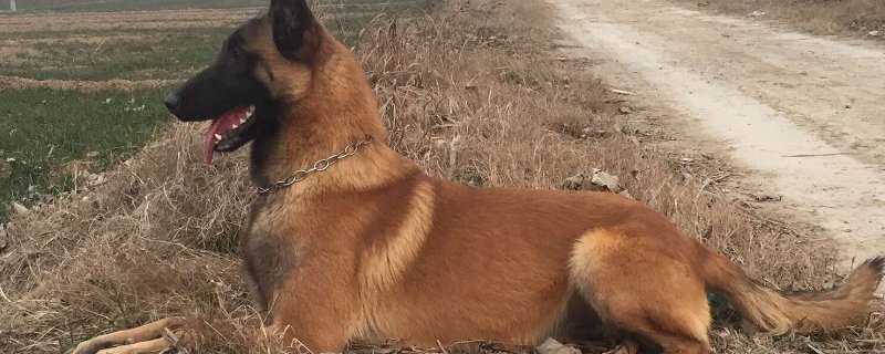 马犬怎么看是老血的
