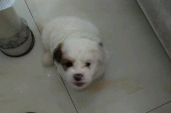 狗狗瘫痪后怎么排泄