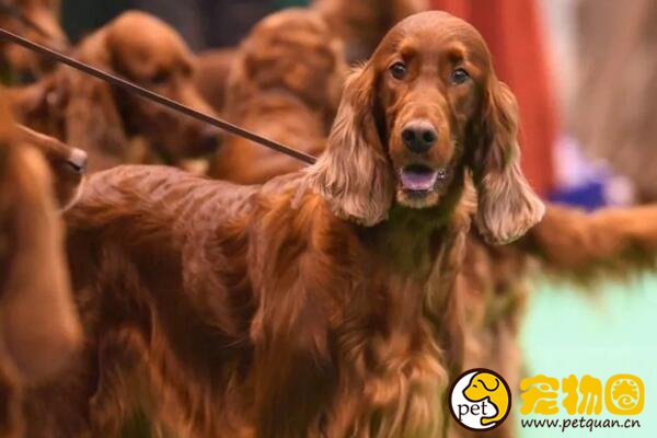 爱尔兰雪达犬凶不凶，待人友善但有时候会很淘气