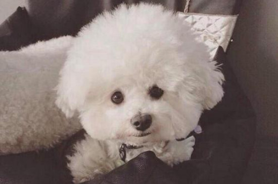 比熊犬三个月通人性吗