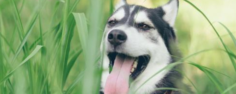 狗狗舌头掉了能活多久