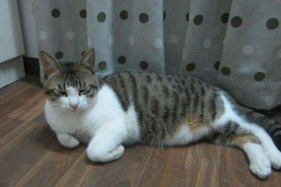 狸花猫喜欢挨着人睡觉吗