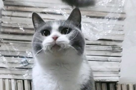 猫零食罐头多久吃一次