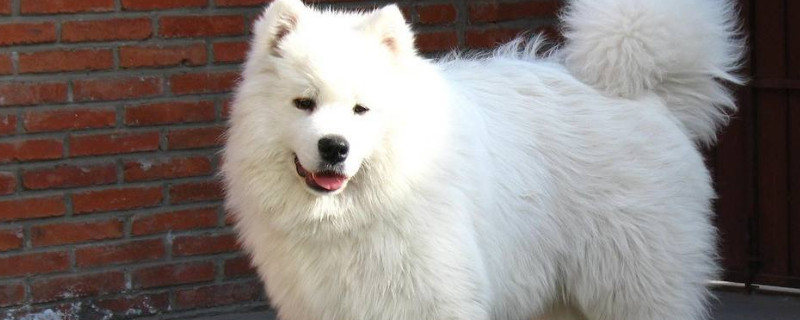 为什么萨摩耶是禁养犬