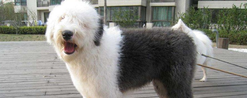 古牧好养么