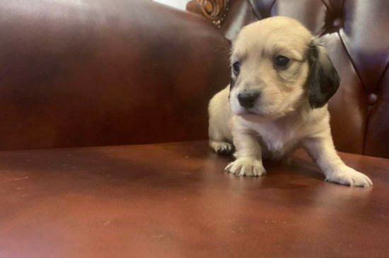 十大适合家养的小型狗，十大最受欢迎的家养宠物犬