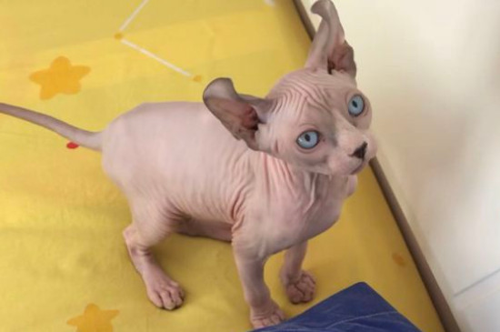 包子脸猫咪是什么品种，英短和狸花猫能长成包子脸