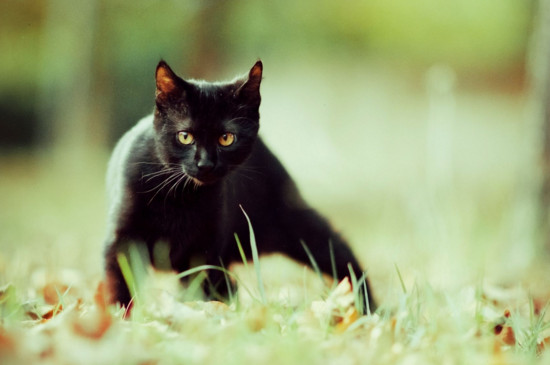 不掉毛的猫猫品种，掉毛少的猫排行榜
