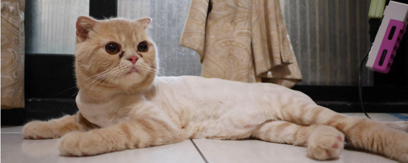 加菲猫怎么养注意什么