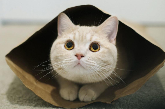 母猫一直不做绝育会怎么样