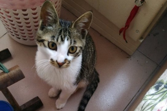 猫咪腹水是什么症状