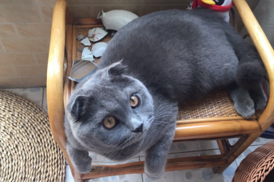 猫咪绝育是割什么
