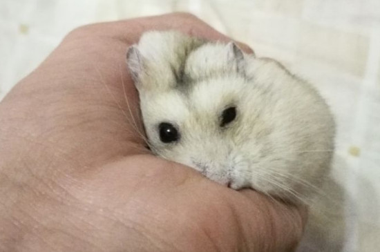 仓鼠拉稀怎么办