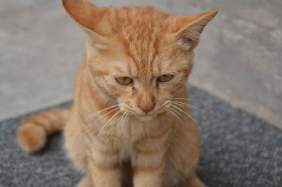 诱食剂对猫有什么危害