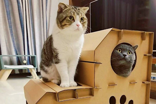 猫喜欢什么