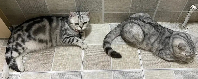 猫呕吐不吃饭能自愈吗