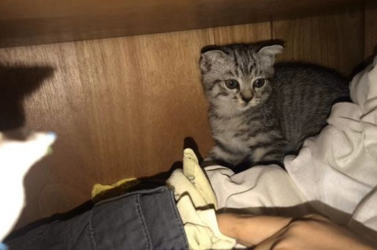 猫瘟试纸怎么用