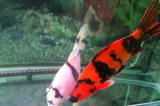 锦鲤造浪泵的害处