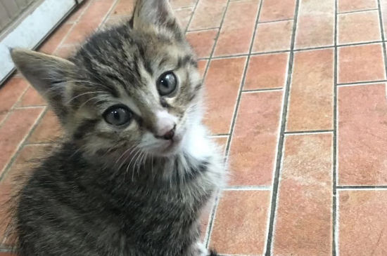 猫感冒了怎么办