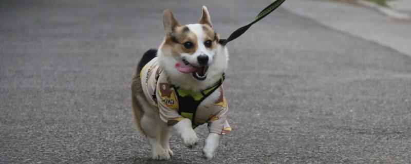 狗狗吃什么补钙