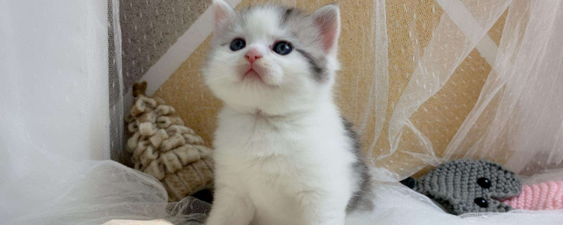 曼赤肯猫有基因缺陷吗