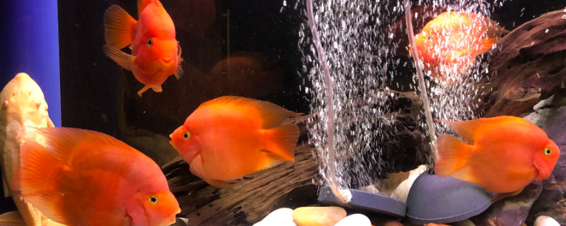 养鹦鹉鱼的水放盐吗