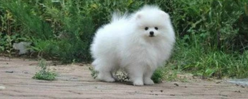 博美犬怎么训练大小便