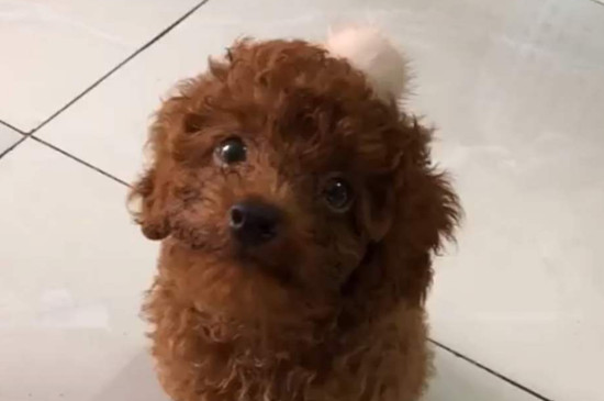 小狗眼泪多