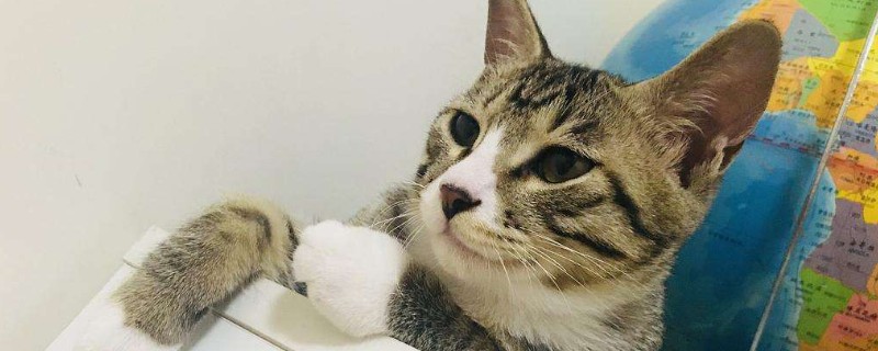 猫必须打疫苗吗