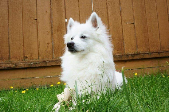 雪橇犬有几种