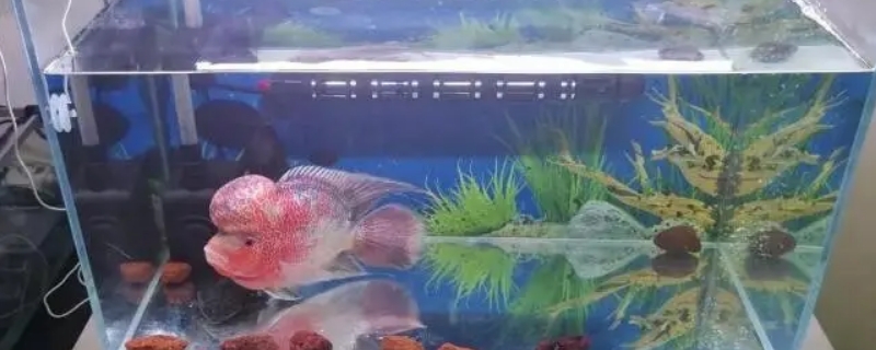 鱼缸清洗的正确方法