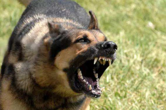 狂犬病的狗能活多久，3～5天内死亡率高达80%