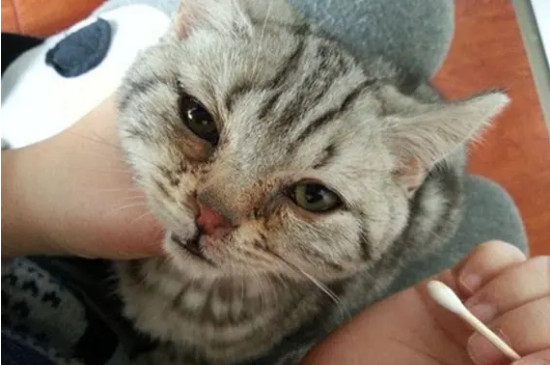 猫咪眼睛肿了一只是什么原因