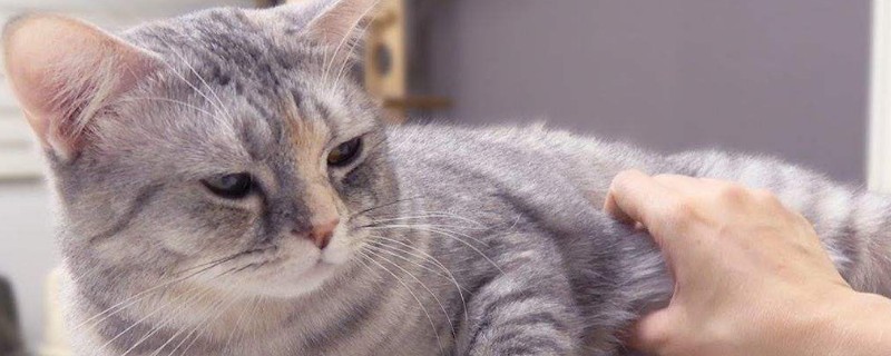 猫咪生病了临死前表现