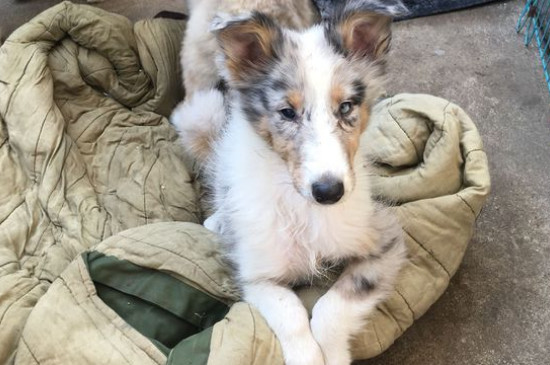 犬瘟症状前兆