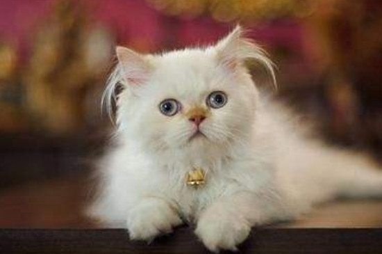 猫咪吐血是怎么回事